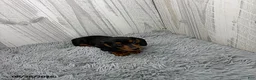Miniature Dachshund dogs for sale: Cassie - Ad 4