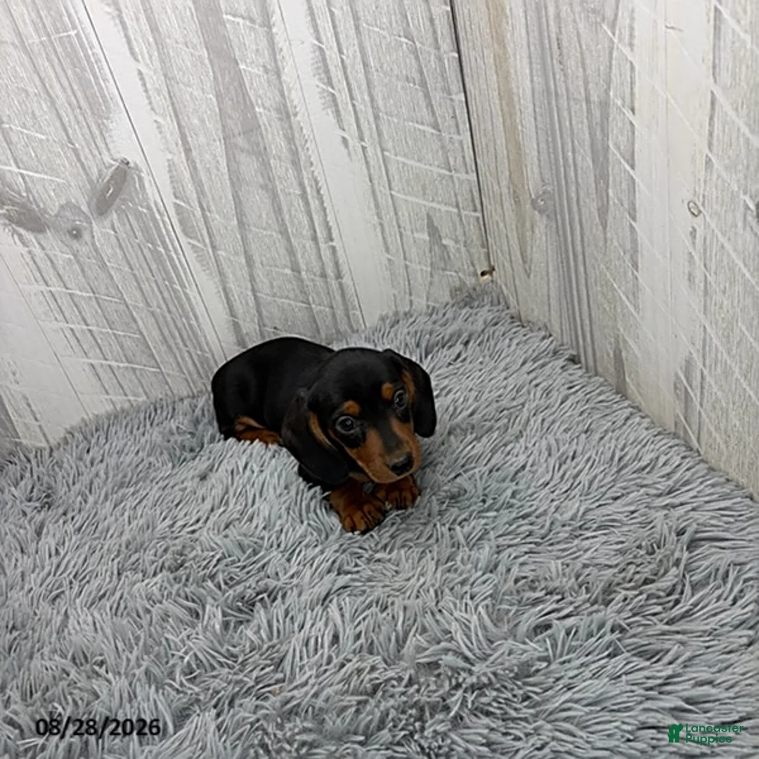 Miniature Dachshund dogs for sale: Cassie - Ad 4