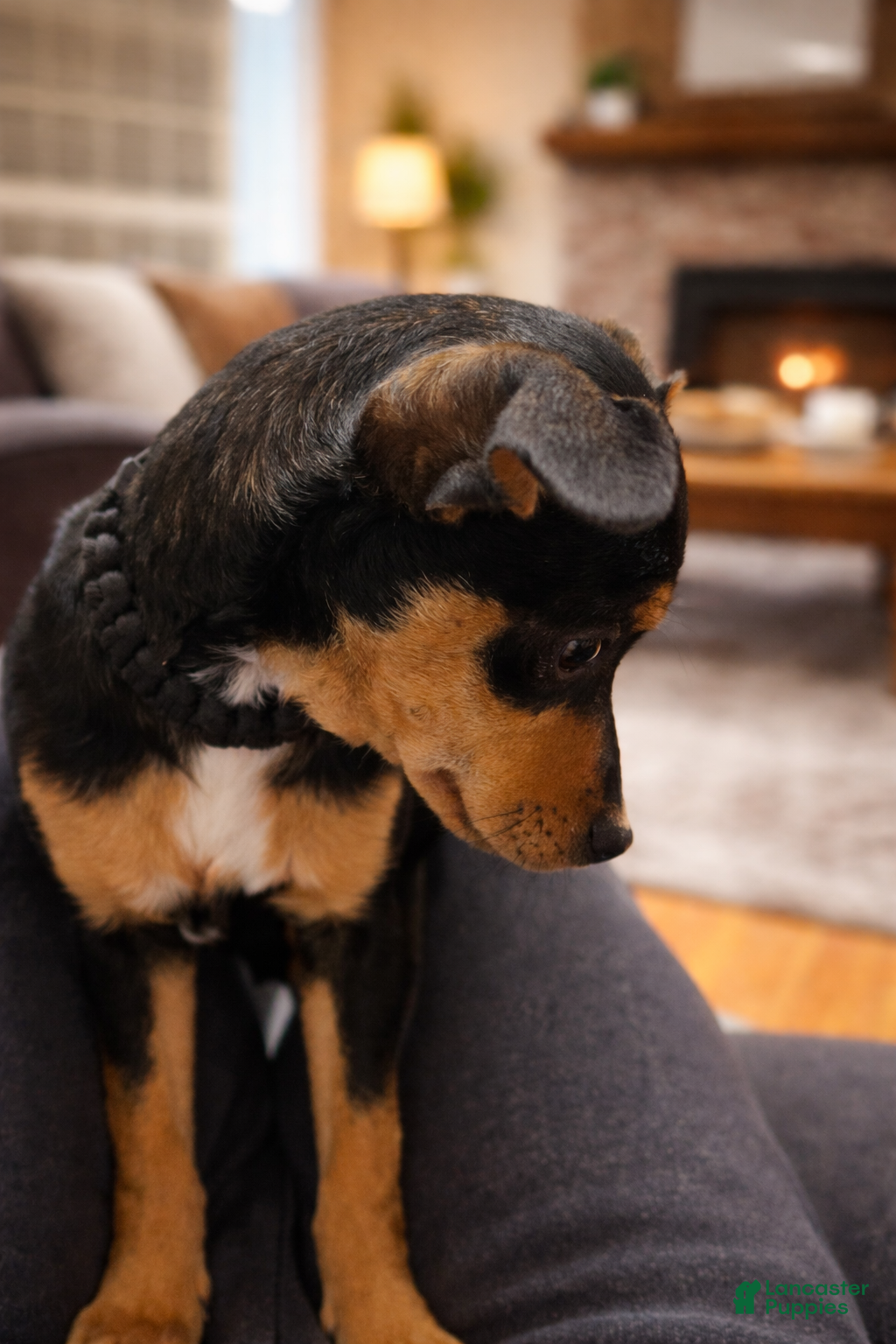 Rat Terrier dogs Rat Terrier Puppy 1 - Ad 11