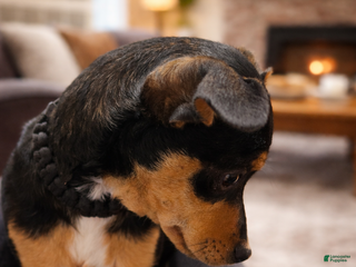 Rat Terrier dogs Rat Terrier Puppy 1 - Ad 7