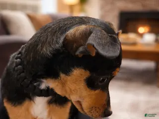 Rat Terrier dogs Rat Terrier Puppy 1 - Ad 7