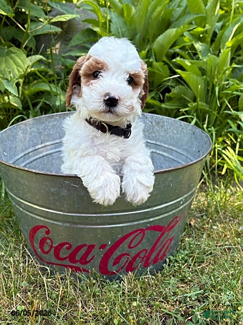 Goldendoodle dogs Ana - Ad 1