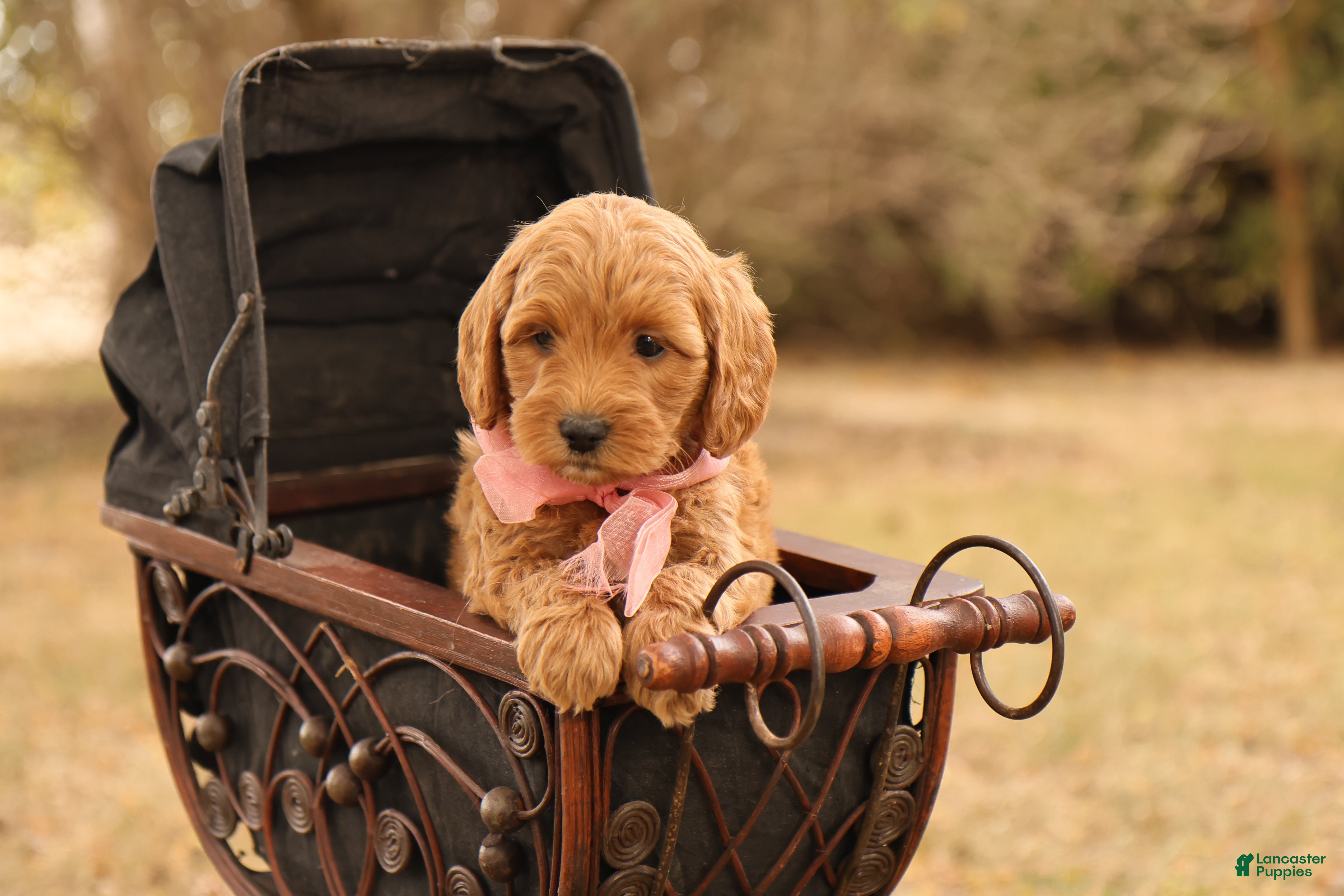 Mini Goldendoodle dogs Misty - Ad 39