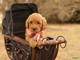 Mini Goldendoodle dogs Misty - Ad 30