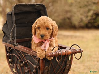 Mini Goldendoodle dogs Misty - Ad 21