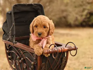 Mini Goldendoodle dogs Misty - Ad 42