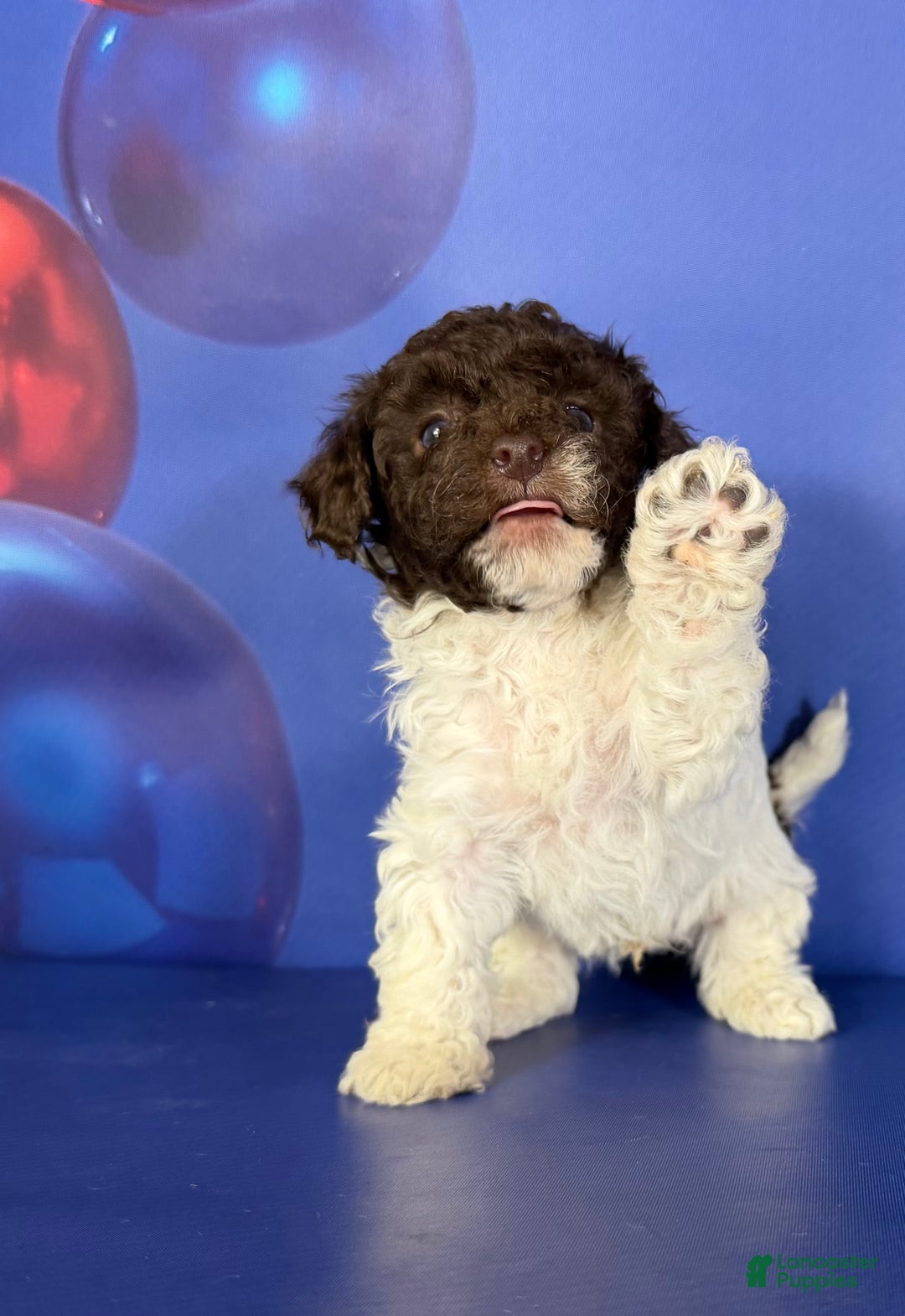 Toy Poodle dogs for sale: ACA DNA cocoa puff - Ad 1