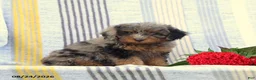 Miniature Poodle dogs for sale: Sandra - Ad 1