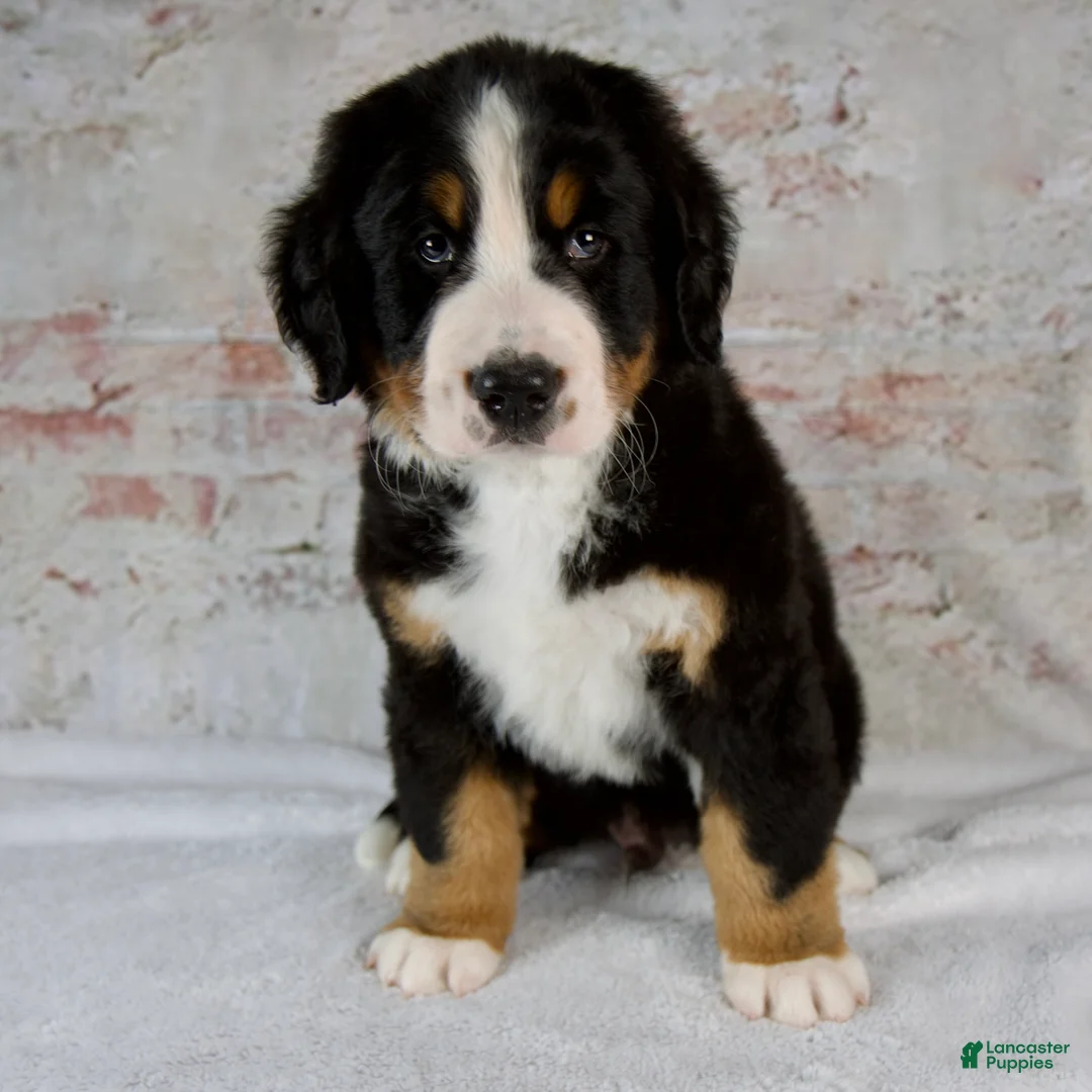Bernese Mountain Dog dogs for sale: Rover - Ad 1