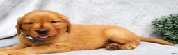 Golden Retriever dogs for sale: Princess - Ad 3