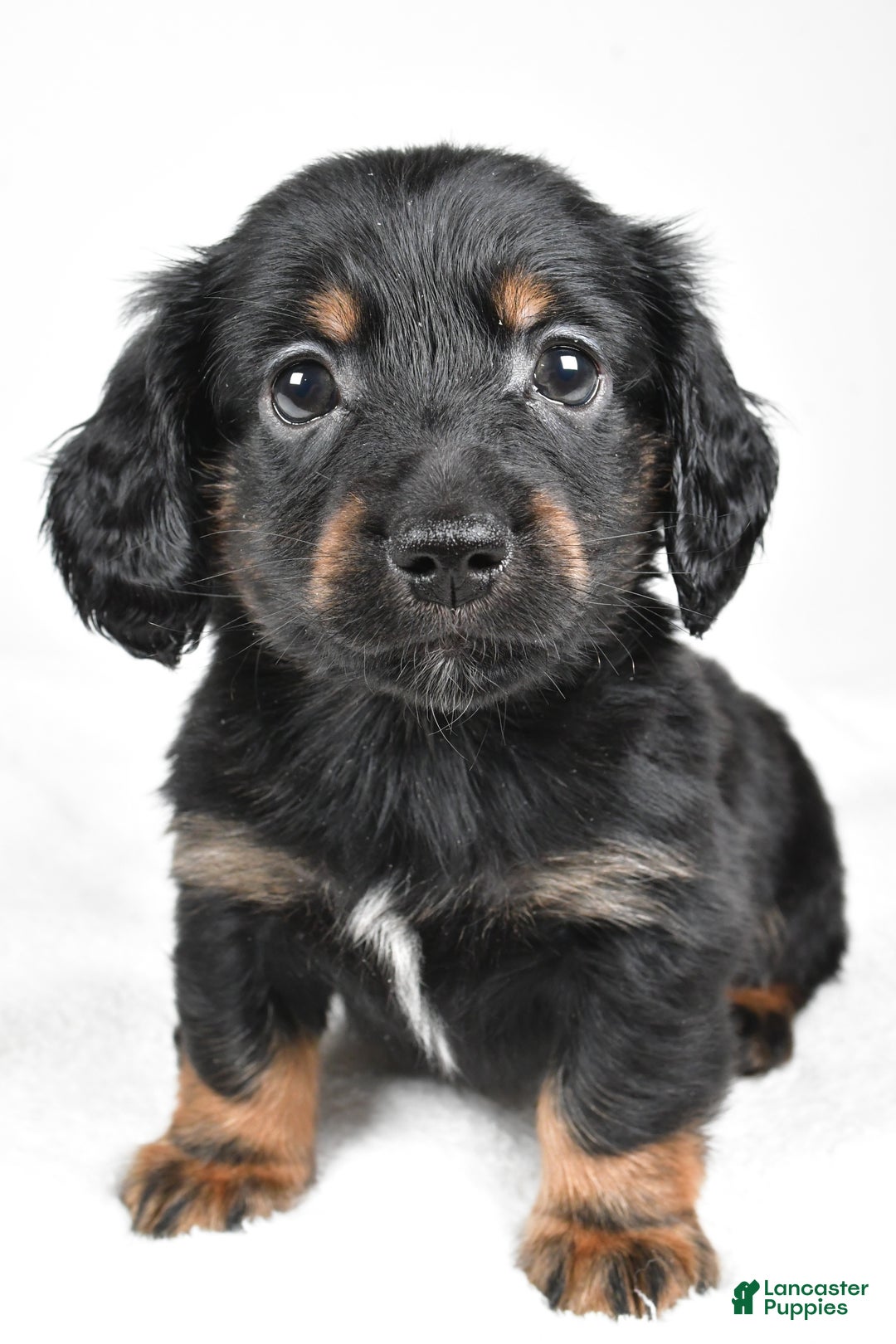 Miniature Dachshund dogs for sale: Bo - Ad 7