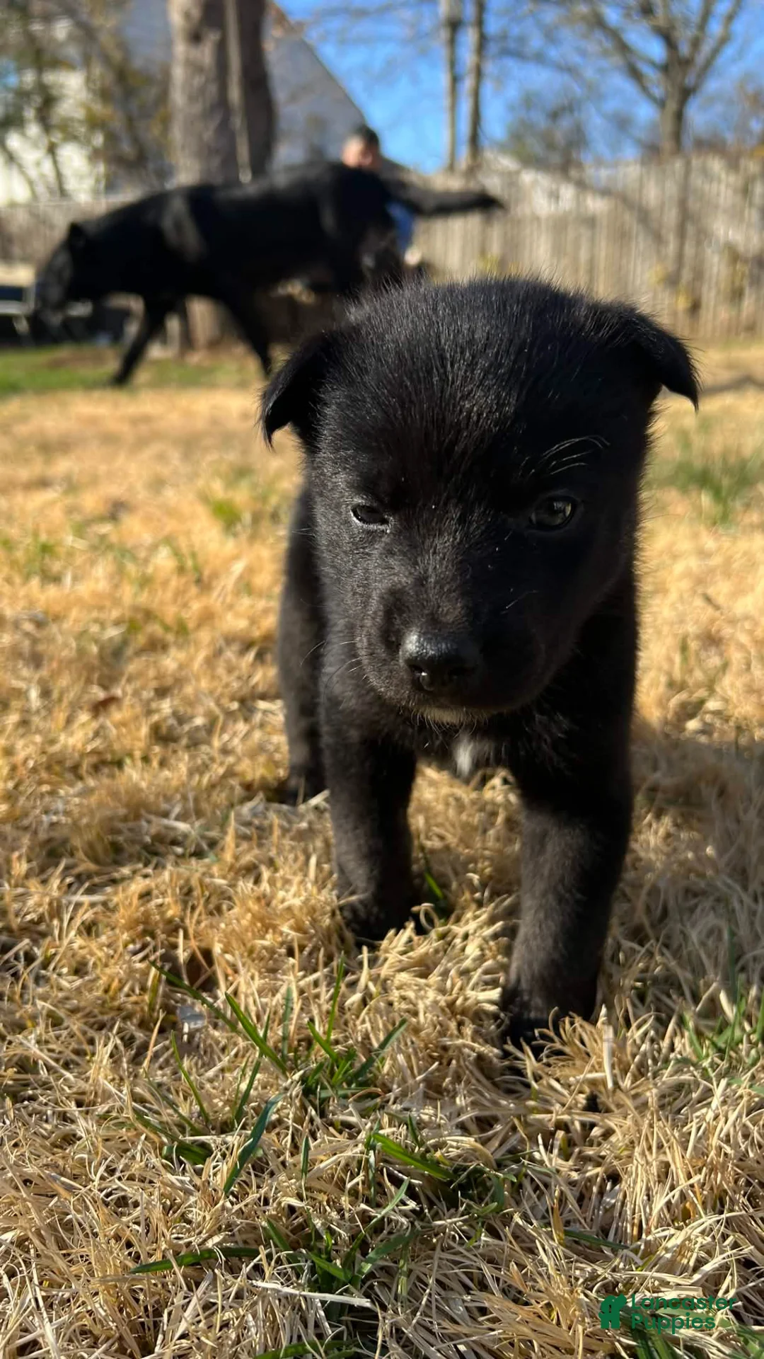 Mixed Breed dogs for sale: Mixed Breed Puppy 3 - Ad 1