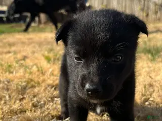 Mixed Breed dogs Mixed Breed Puppy 3 - Ad 21