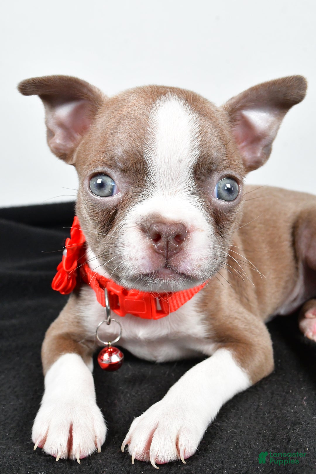 Boston Terrier dogs for sale: Yvonne - Ad 5