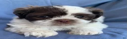 Shih Tzu dogs for sale: Milo - Ad 14