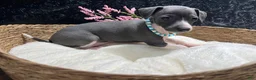 Italian Greyhound dogs for sale: Italian Greyhound 2 - Ad 5
