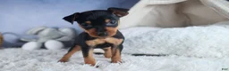 Miniature Pinscher dogs for sale: ANGEL - Ad 12