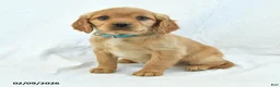 Miniature Golden Retriever dogs for sale: Arrow - Ad 1