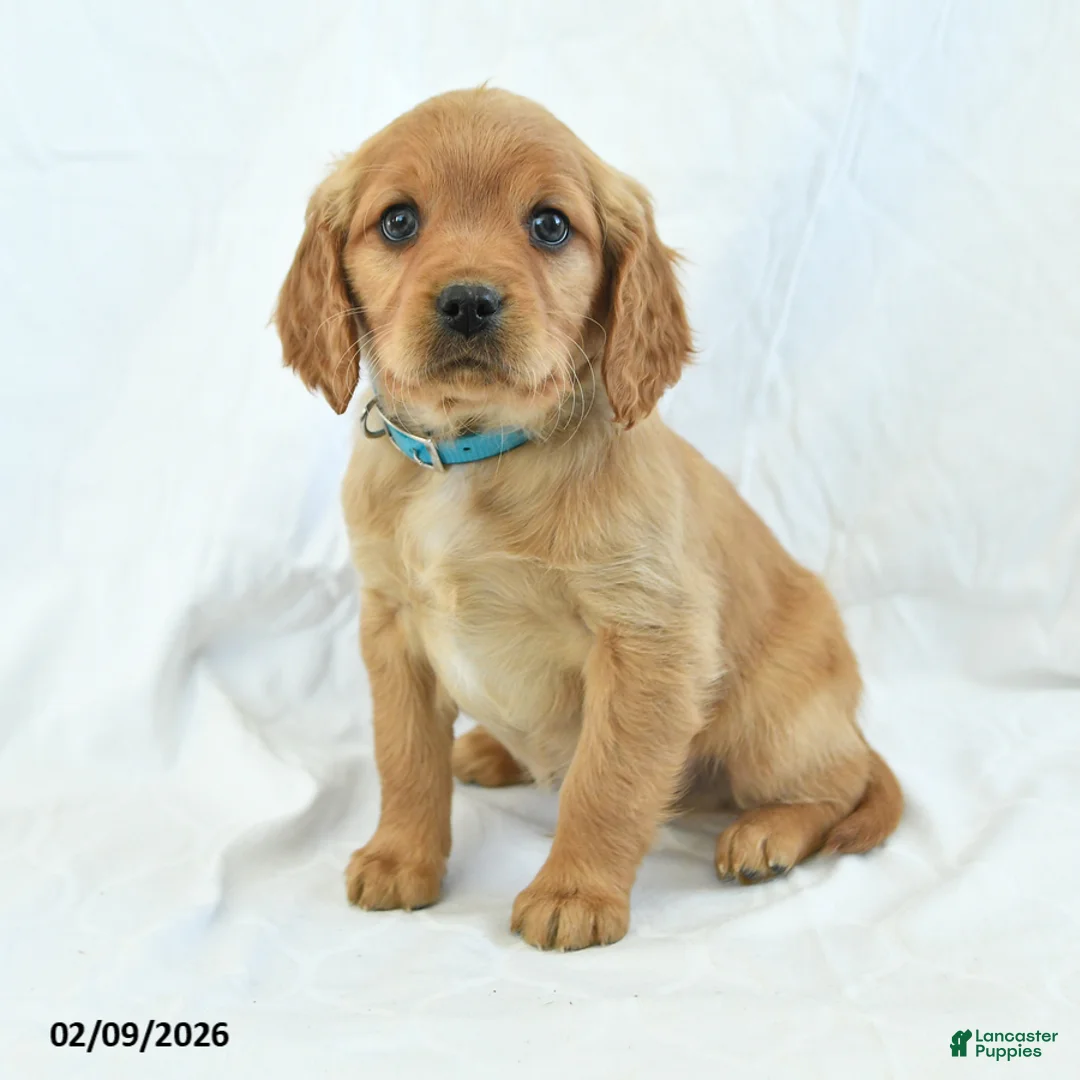 Miniature Golden Retriever dogs for sale: Arrow - Ad 1