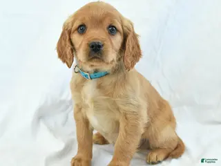 Miniature Golden Retriever dogs Arrow - Ad 1