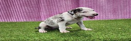 Catahoula Leopard Dog dogs for sale: Tess 2025 Female 5 - Ad 9
