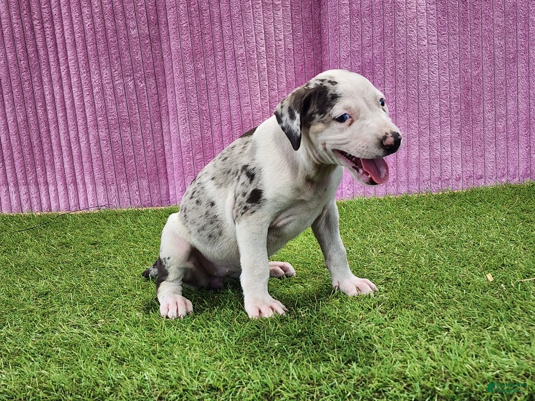 Catahoula Leopard Dog dogs for sale: Tess 2025 Female 5 - Ad 9
