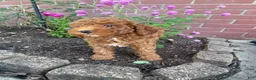 Miniature Poodle dogs for sale: Sadie - Ad 5
