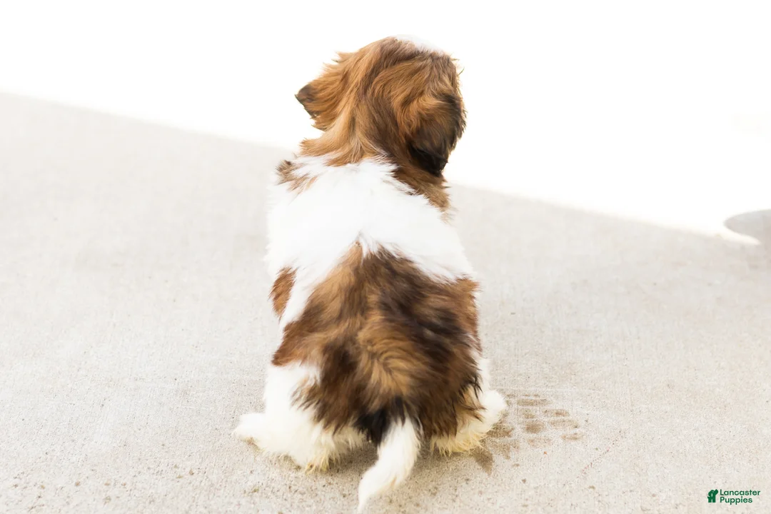 Shih Tzu dogs for sale: Beauty - Ad 8