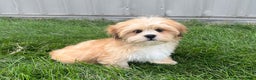Lhasa Apso dogs for sale: Benji - Ad 10