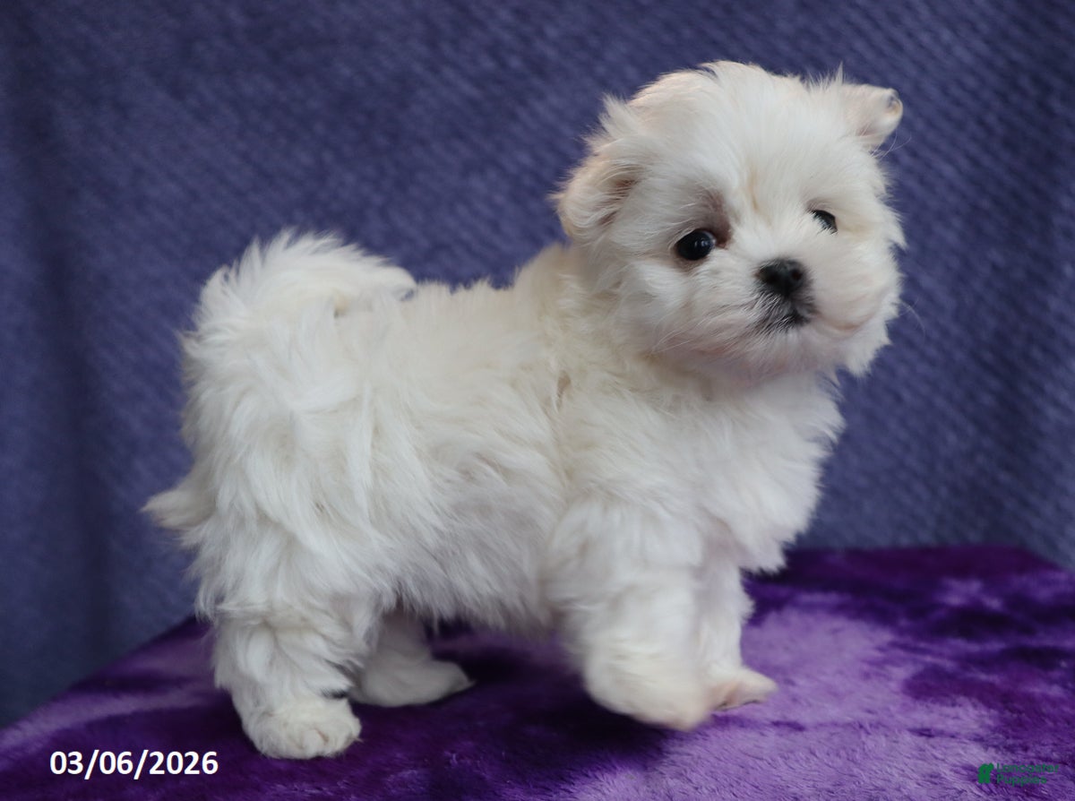 Maltese dogs Max - Ad 2