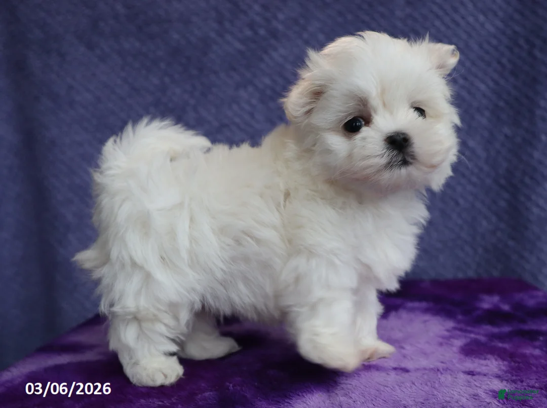 Maltese dogs for sale: Max - Ad 2