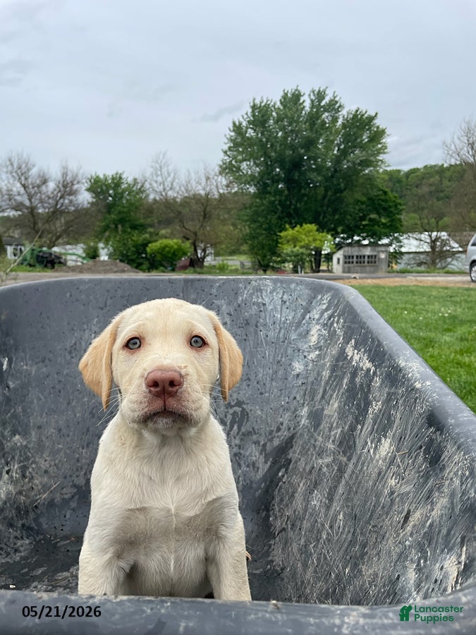 Labrador Retriever dogs Finnley - Ad 18