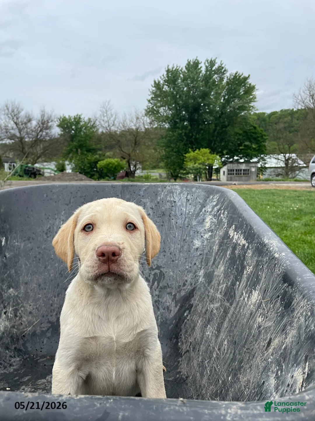 Labrador Retriever dogs for sale: Finnley - Ad 1