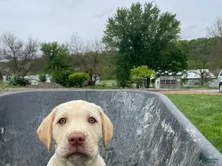 Labrador Retriever dogs Finnley - Ad 18
