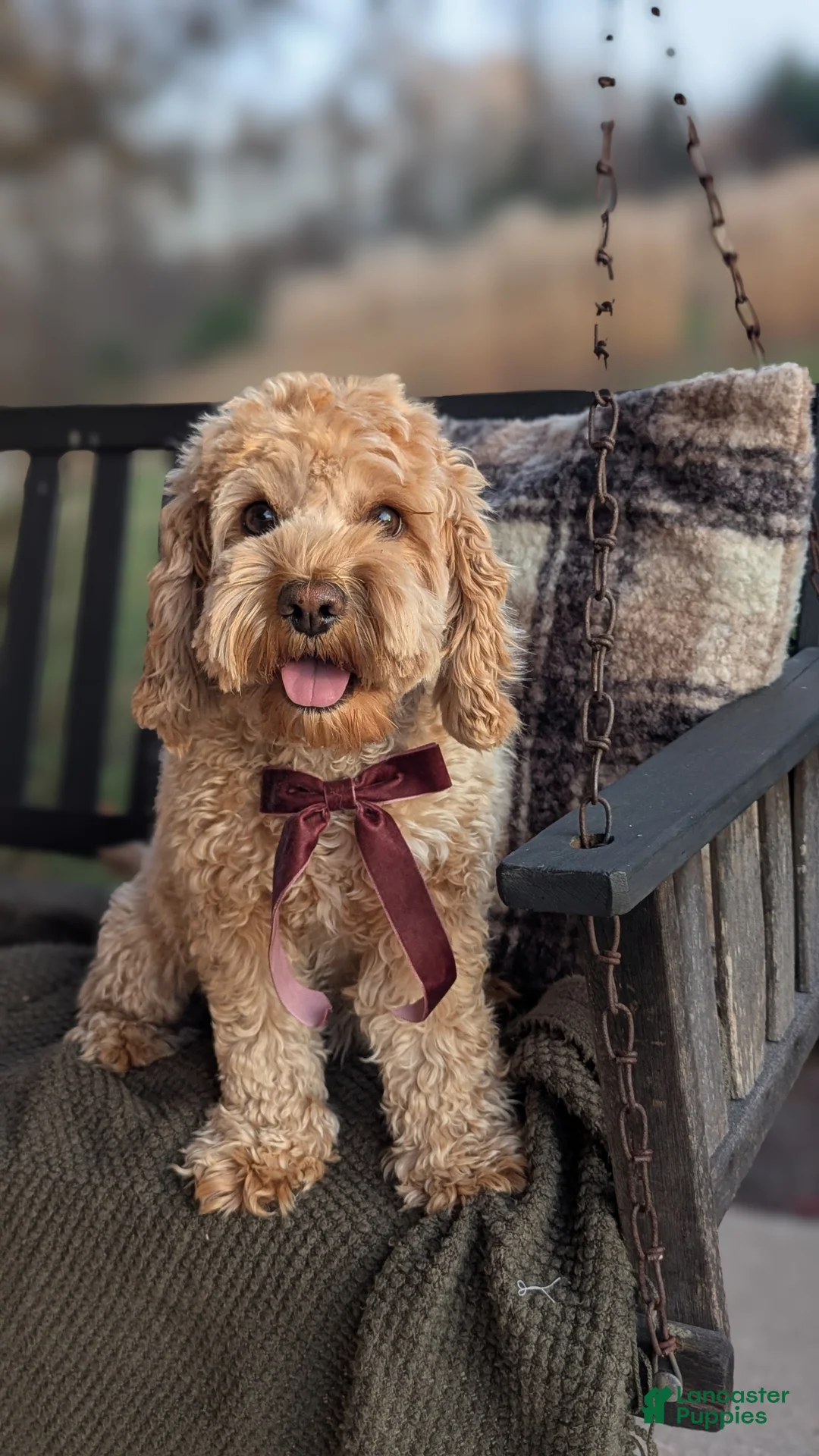 Cockapoo dogs for sale: Holmes- Brown Collar - Ad 4