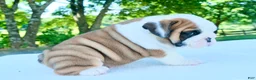 English Bulldog dogs for sale: Charlie - Ad 3