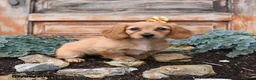 Miniature Dachshund dogs for sale: Rosie - Ad 3