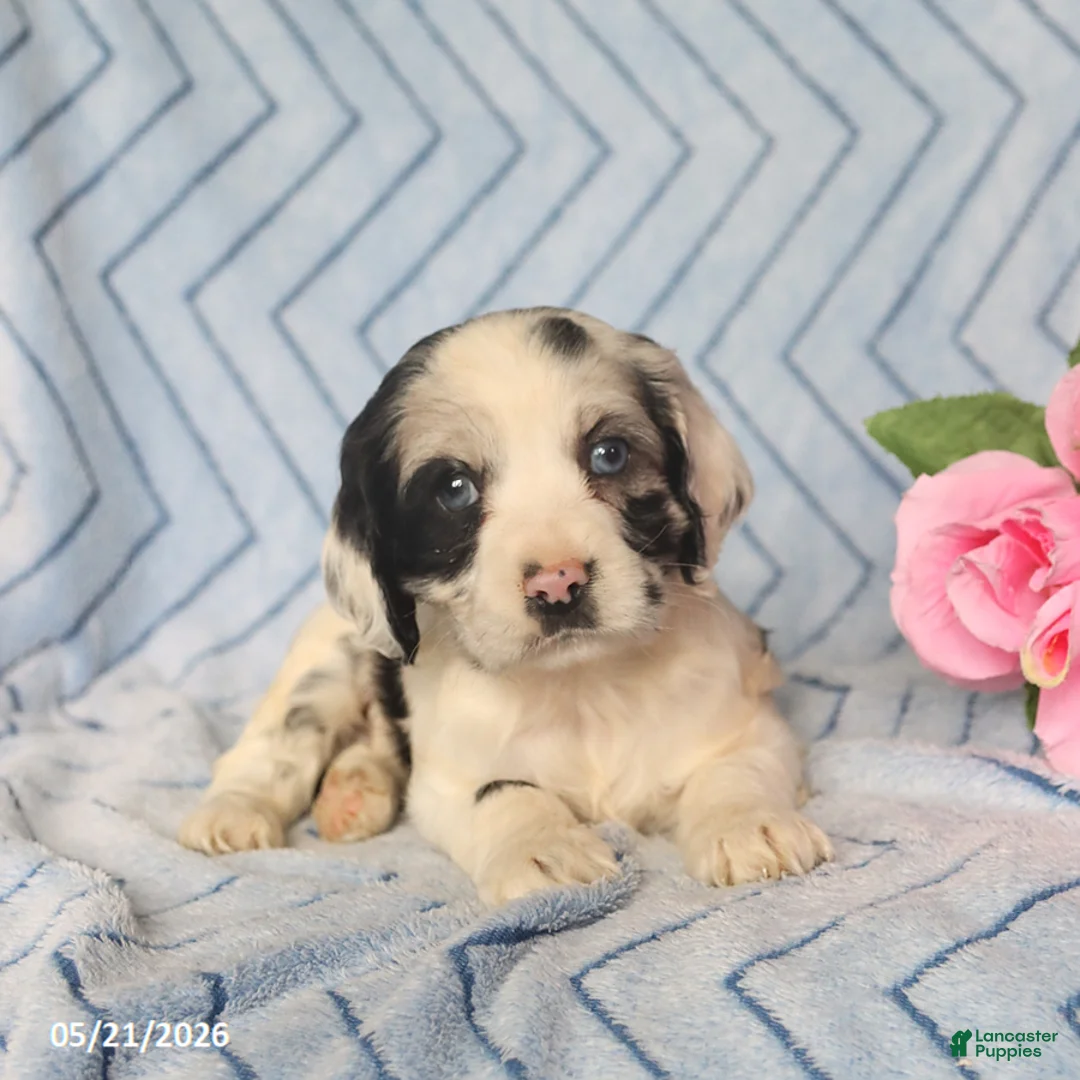 English Cocker Spaniel dogs for sale: Callie - Ad 3