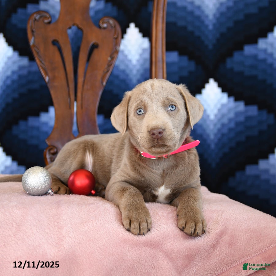 Labrador Retriever dogs Athens - Ad 15