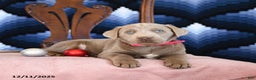Labrador Retriever dogs for sale: Athens - Ad 1