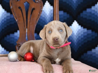 Labrador Retriever dogs Athens - Ad 37