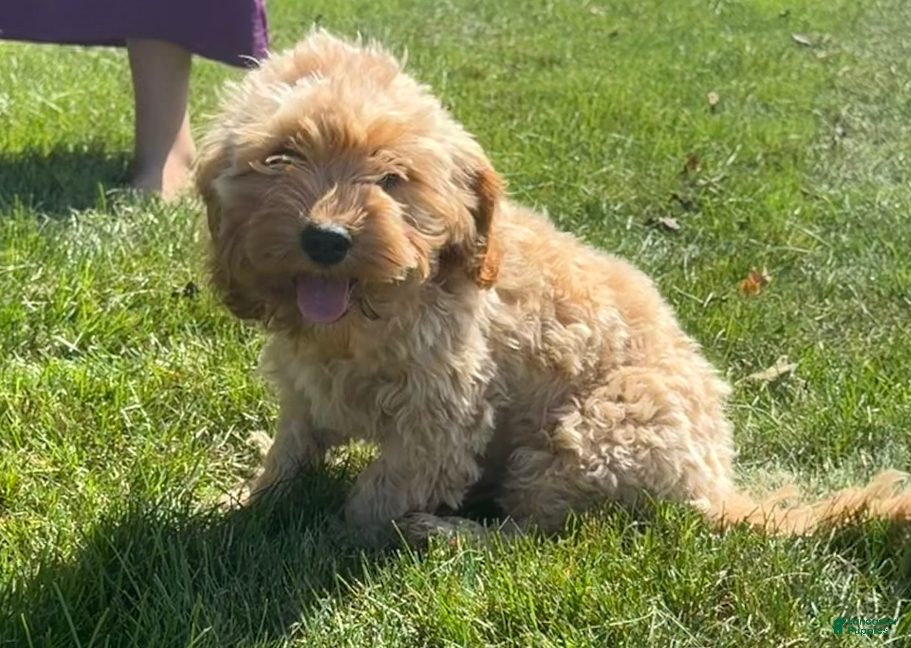 Cavapoo dogs Aiden - Ad 1