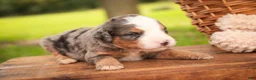 Mini Bernedoodle dogs for sale: Huck F1 Mini Bernedoodle  - Ad 12