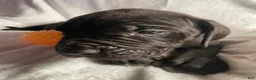 Daniff dogs for sale: Daniff 3 - Ad 5