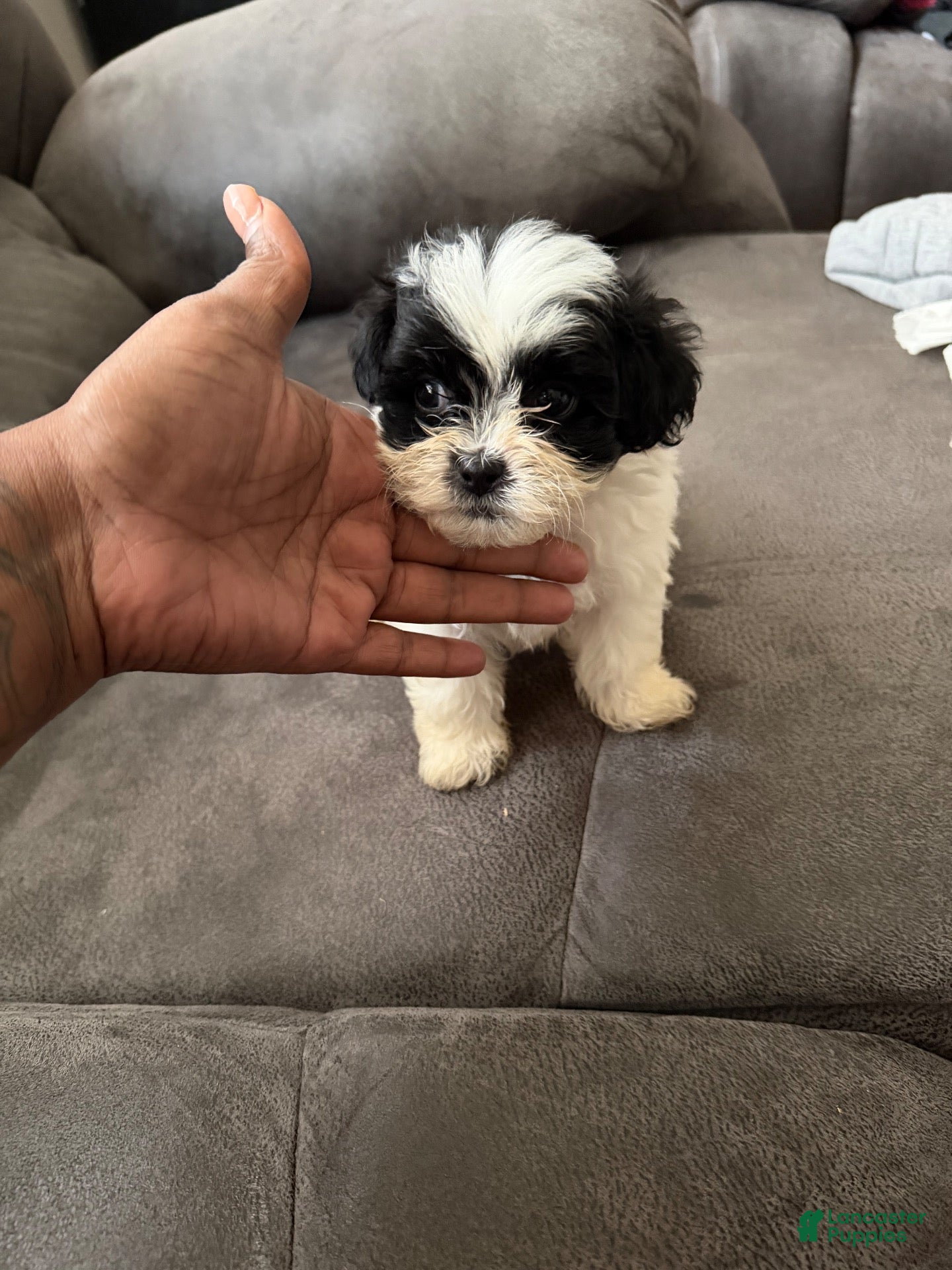 Shihpoo dogs Shihpoo 1 - Ad 14
