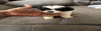 Shihpoo 1