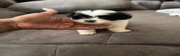 Shihpoo dogs for sale: Shihpoo 1 - Ad 1