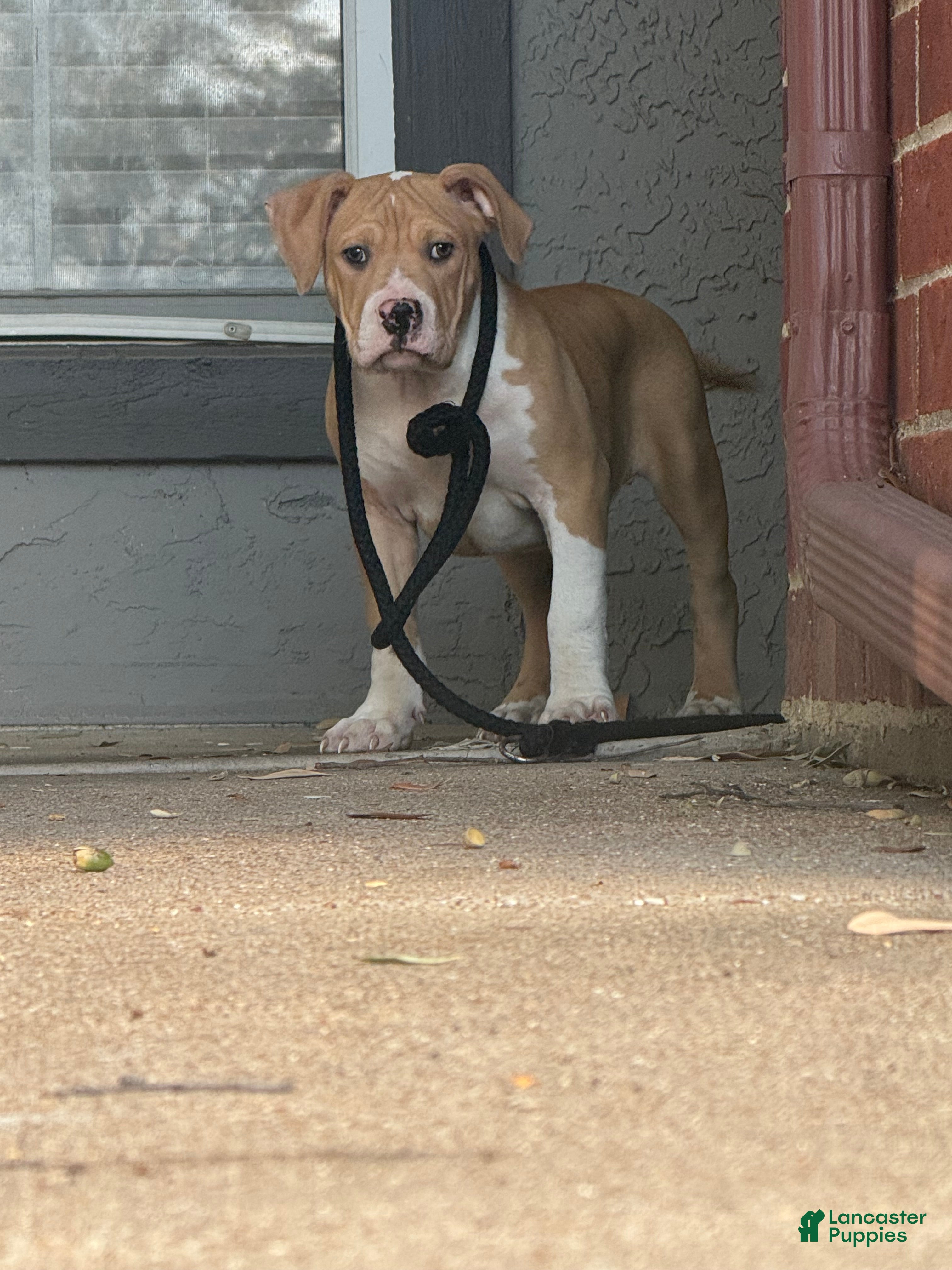 American Bully dogs for sale: American Bully 1 TANN - Ad 2