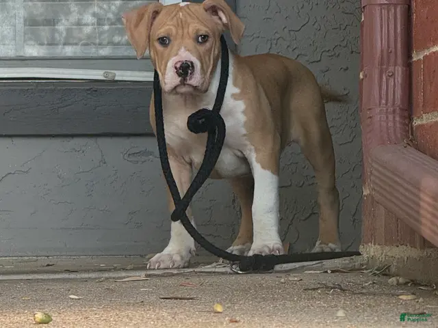 American Bully dogs for sale: American Bully 1 TANN - Ad 2