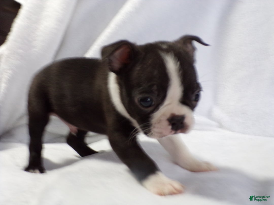 Boston Terrier dogs for sale: Little Guy AKC - Ad 3